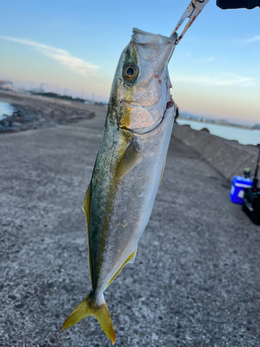 ツバイソの釣果