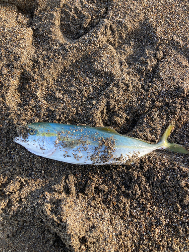 ワカシの釣果