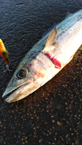 サゴシの釣果