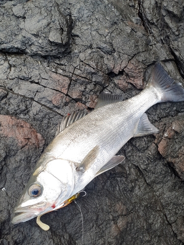 ヒラスズキの釣果