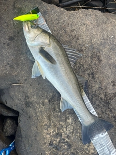 シーバスの釣果