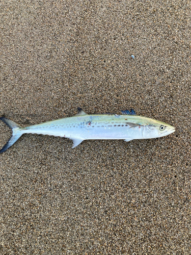 サゴシの釣果