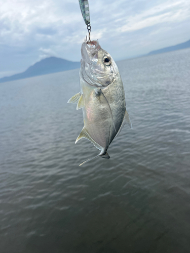 メッキの釣果