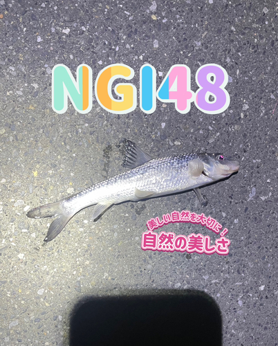 ニゴイの釣果