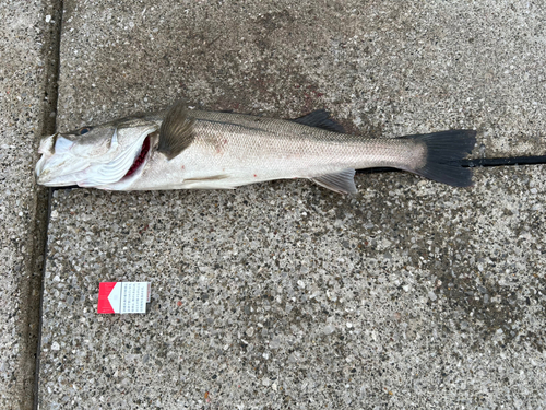 スズキの釣果