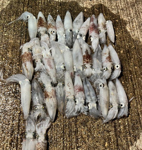 ヒイカの釣果