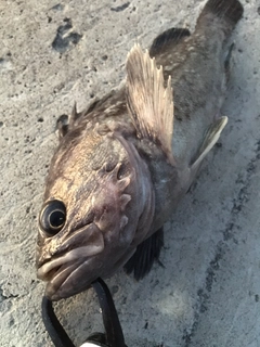 クロソイの釣果