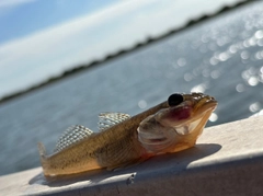 マハゼの釣果