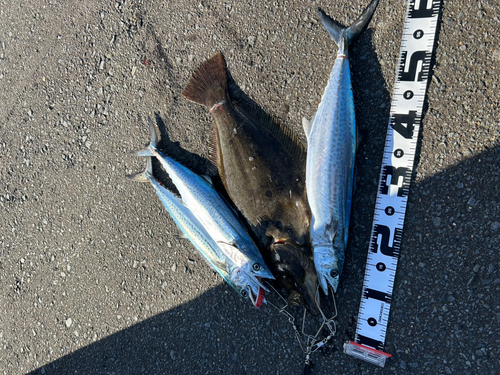 ヒラメの釣果