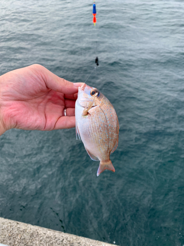 チャリコの釣果