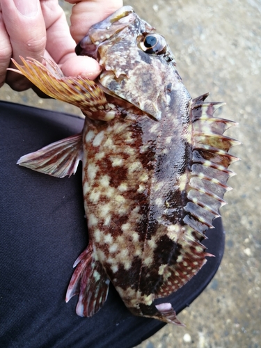 アラカブの釣果