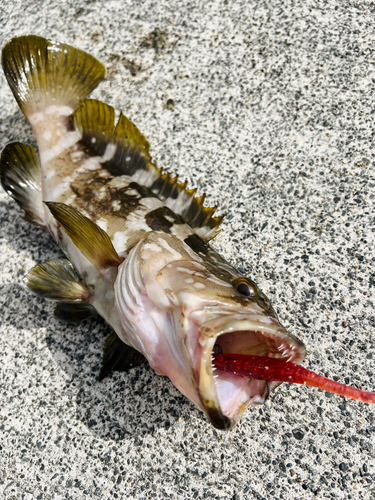 クエの釣果