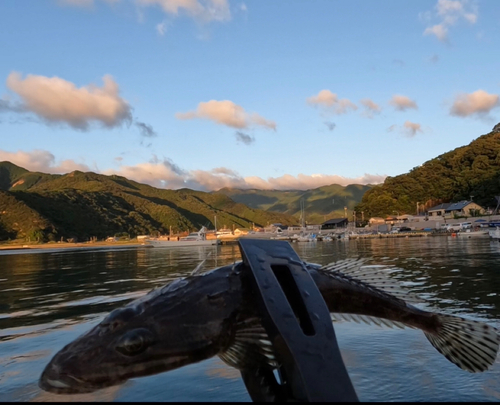 コチの釣果