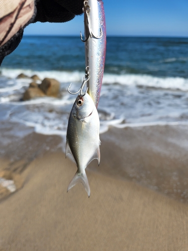 メッキの釣果