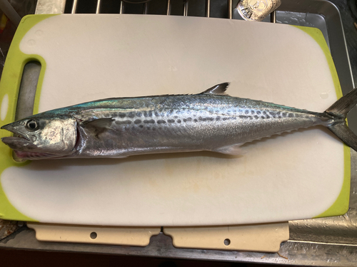 サゴシの釣果