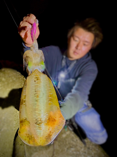 アオリイカの釣果