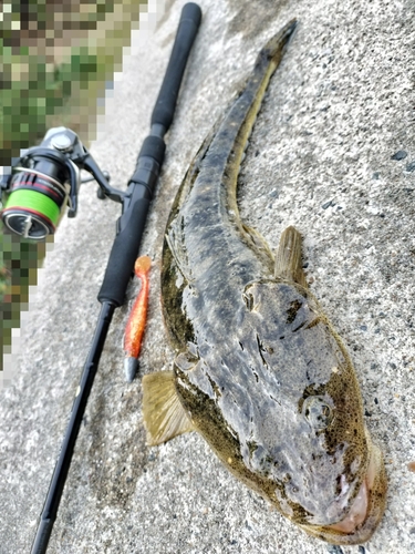 マゴチの釣果