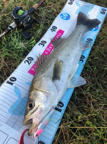 シーバスの釣果