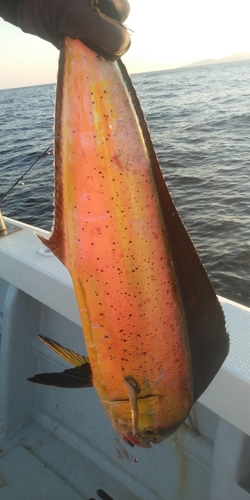 シイラの釣果