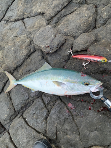 ブリの釣果