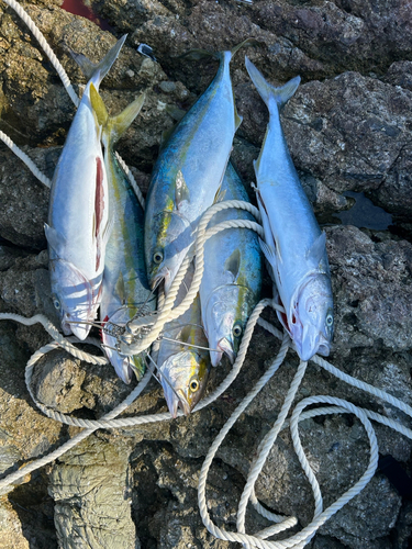 ツバスの釣果