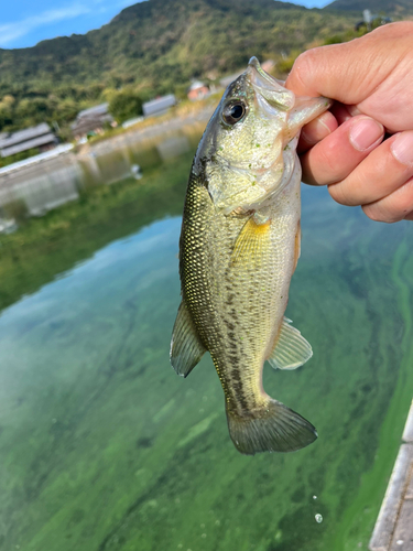 ラージマウスバスの釣果