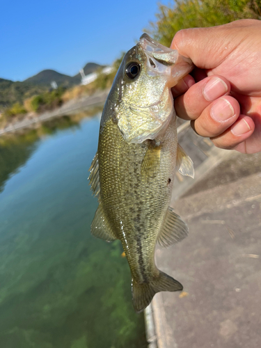 ラージマウスバスの釣果