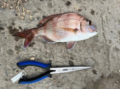 タイの釣果