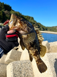 タケノコメバルの釣果