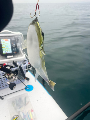 シロサバフグの釣果