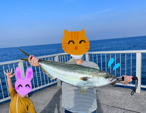 ブリの釣果