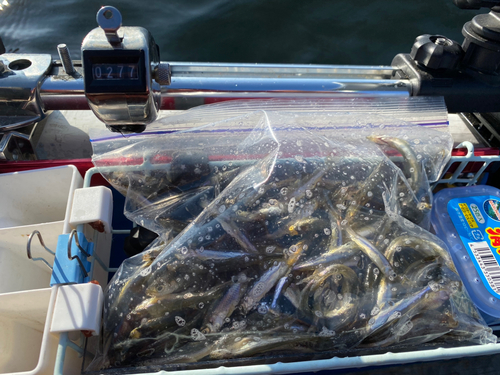 ワカサギの釣果