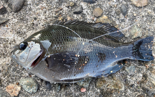 メジナの釣果