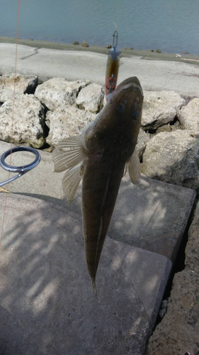 コチの釣果