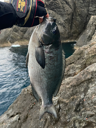 クチブトグレの釣果