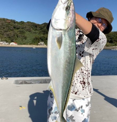 ブリの釣果