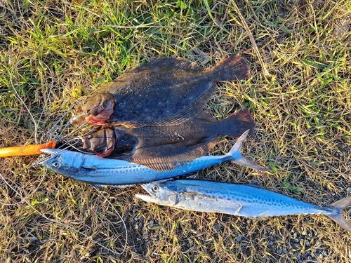 ヒラメの釣果