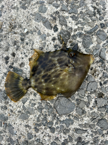 カワハギの釣果