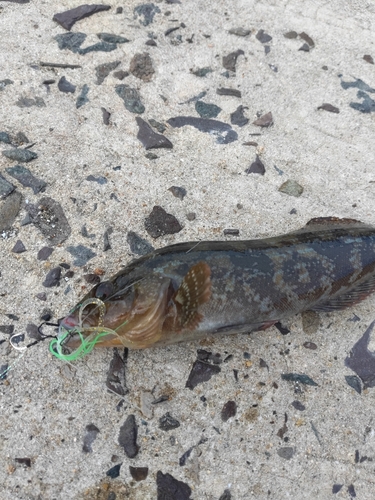 アイナメの釣果