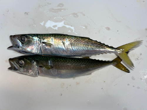 マサバの釣果