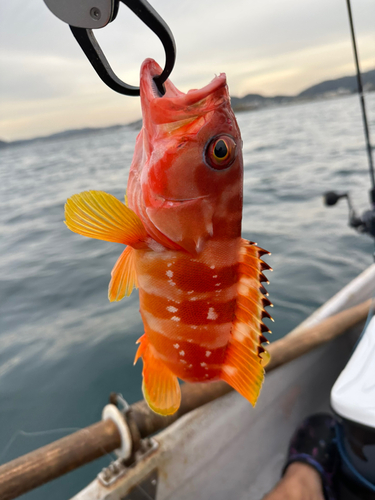 アカハタの釣果