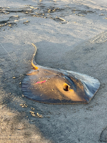 エイの釣果