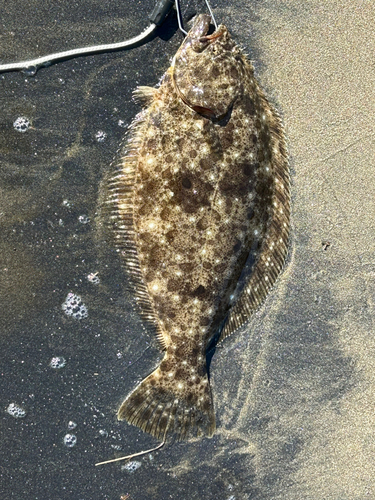 ヒラメの釣果