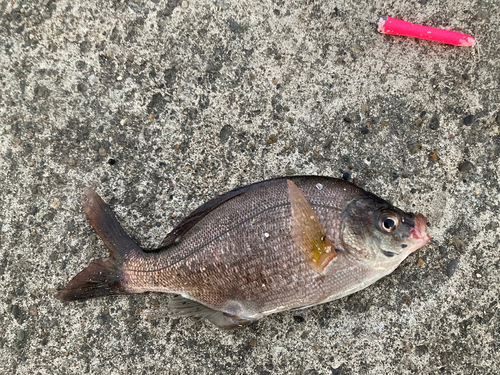 ウミタナゴの釣果