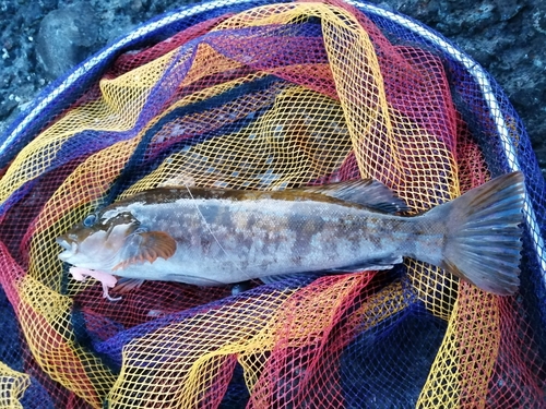 アイナメの釣果