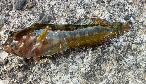 イソギンポの釣果