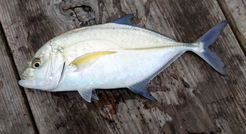 オニヒラアジの釣果