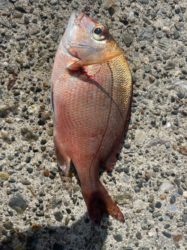 チャリコの釣果