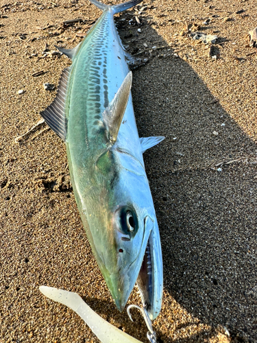 サワラの釣果