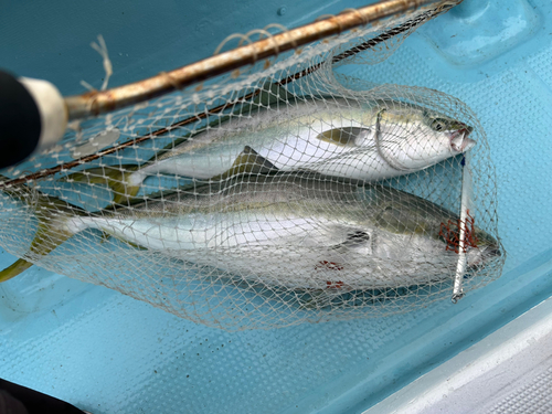 メジロの釣果